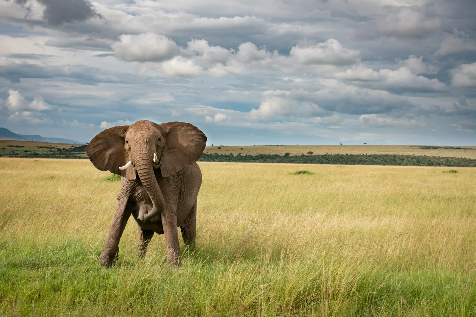 African elephant walking across the grasslands of the Maasai Mara, Kenya